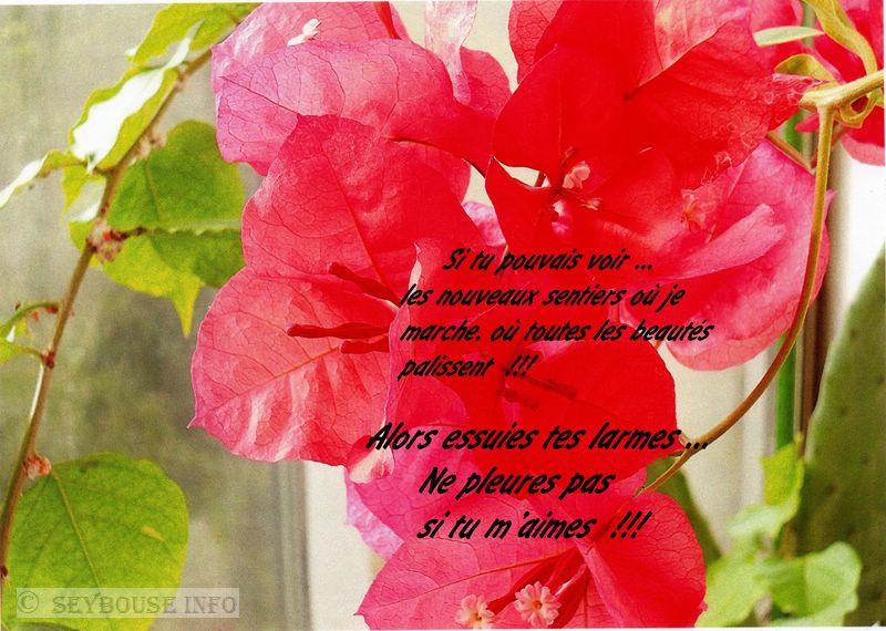 Photo de M. Yves Jan